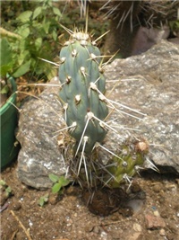 1eca22b9-AUSTROCYLINDROPUNTIA MIGUELI.jpg